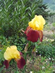 Photo de la galerie de l'établissement Gîte Trinacria, à Breil-sur-Roya