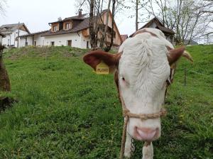 Zvířata v prázdninového domu nebo okolí