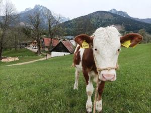 Zvířata v prázdninového domu nebo okolí