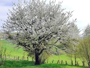 Gallery image of Livada cu meri in Întorsura Buzăului