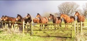 Sudbourne的住宿－The Coach House Barn - Valley Farm，一群马站在围栏后面