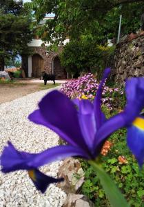 una flor púrpura en un jardín con un gato negro en el fondo en Casa belvedere Sa Costa, en Dorgali