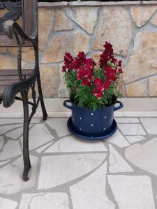 Niebieskie wiadro pełne czerwonych kwiatów obok ławki w obiekcie Apartments Villa Lilla w Baskiej Vodzie