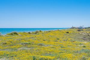 a field of yellow flowers in front of the ocean at Salamar Saler Golf in El Saler