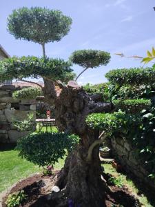 un bonsái frente a una pared de piedra en Casa Elvira, en San Amaro