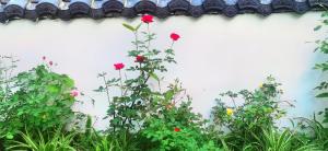 Vườn quanh Tujia folk houses