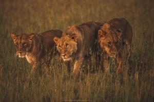 Fotografie z fotogalerie ubytování Saruni Leopard Hill v destinaci Naboisho