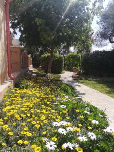 un jardín de flores amarillas y blancas junto a una acera en Appartamenti turistici Aprile Antonio Luigi, en Borgagne