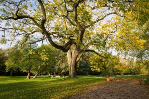 Un grand arbre dans un parc avec des feuilles sur l'herbe dans l'établissement Château De Razay, à Céré-la-Ronde