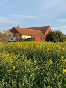 a field of yellow flowers in front of a red building at Villa Sandby B&B in Borrby