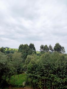 uma vista das árvores à distância em Cloud9 bnb kericho em Kericho