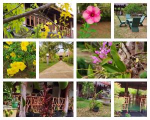 un collage de fotos de flores y plantas en Pearl Cave Cabanas & Resturant, en Tangalle