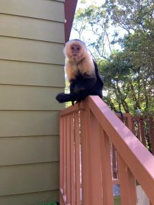 a monkey sitting on the railing of a house at Casa Clusia in Monteverde Costa Rica