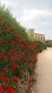 a field of red flowers with a building in the background at 643km landa etxea in Villatuerta
