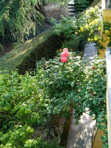 Fotografia z galérie ubytovania ROSE'S GARDEN - zona tranquilla - vicino Torino v destinácii Pino Torinese