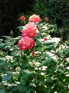 Fotografia z galérie ubytovania ROSE'S GARDEN - zona tranquilla - vicino Torino v destinácii Pino Torinese