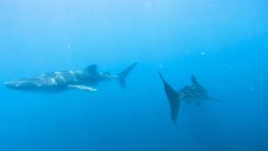 a group of sharks swimming in the water at Dhangethi INN in Dhangethi