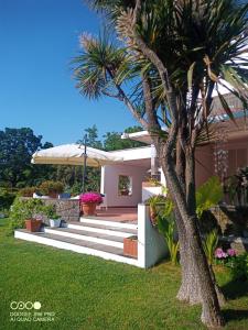 a house with a palm tree in the yard at Casa de la Luna in Nettuno