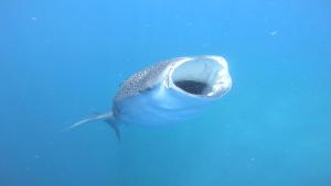 un tiburón ballena azul nadando en el agua en Dhangethi INN, en Dhangethi