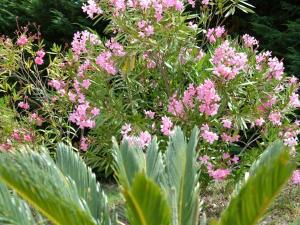 a bunch of pink flowers in a garden at La Devinière in Donzère