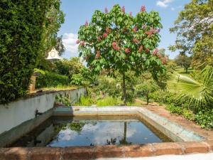 uma piscina de água num jardim com uma árvore em House with authentic tiling and antique furniture em Montemor-o-Novo