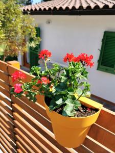 Zahrada ubytování Casa Fiorita