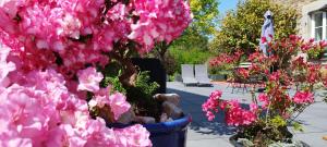 Une bande de fleurs roses dans un pot bleu dans l'établissement Les 3 Koïs, à Riec-sur-Bélon