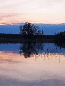a tree sitting in the middle of a lake at Domek wypoczynkowy nad Jez. Dadaj in Biskupiec