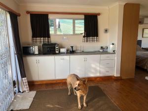 a dog standing in the kitchen of a house at Bee’s Knees Cottage in Winterton