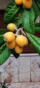 Fotografia z galérie ubytovania Colazione in giardino con vista mare v destinácii Milazzo