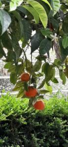Vonkajšia záhrada v ubytovaní Colazione in giardino con vista mare