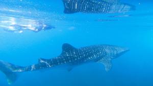 a whale shark and a diver in the water at Dhangethi INN in Dhangethi