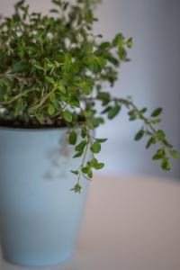 a green plant in a white vase on a table at Moon Apartments Warszawa in Warsaw