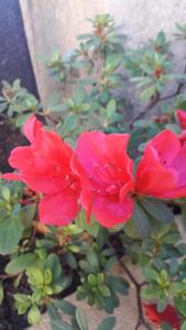 Jardín al aire libre en Pousada Flor de Cipó
