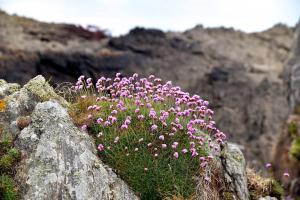 Photo de la galerie de l'établissement bulle d'amour à 500 m de la plage, à Cancale 6 autres photos