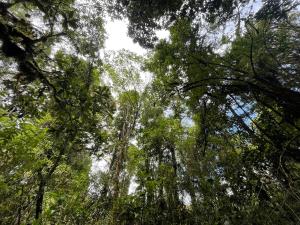 Galería fotográfica de La Bromelia/Cabaña de Montaña, Cerro de la Muerte. en Cartago