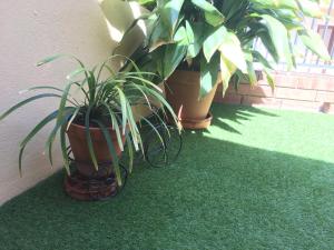 two potted plants are sitting on the grass at Cal Sabater, la teva llar lluny de casa in Preixana