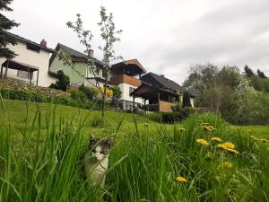 un gato sentado en el césped en un campo en Ubytování v soukromí Karin, en Ludvíkov