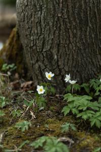 a couple of white flowers in front of a tree at Piešupīte in Staburags