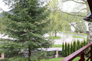 a view of a tree from a balcony at Vila Pinul si Mesteacanul in Poiana Brasov