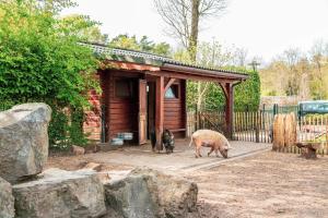 two pigs are standing outside of a smallshed at EuroParcs De Achterhoek in Lochem