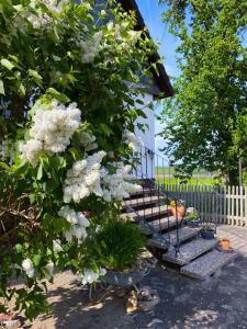 a tree with white flowers on a stair case at Ferienwohnung Santino in Goslar