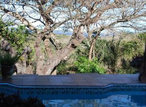 a swimming pool with a tree in the background at Kosi Moon Bed and Breakfast in Manguzi