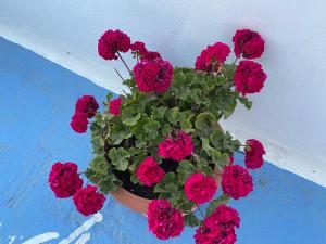 a pot of red flowers on a blue table at Aegeon Pension in Aegiali