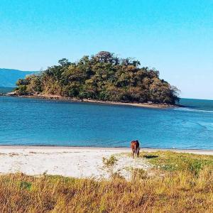 a horse standing on a beach with an island in the water at Reserva Ecológica do Sahy, Condado in Mangaratiba