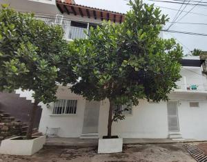 two trees in front of a white house at Studio Pulpito in the charming heart of downtown PV in Puerto Vallarta