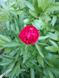 a red flower sitting on top of green plants at La Roulotte De Lola - Chambre d'hôtes in La Celle