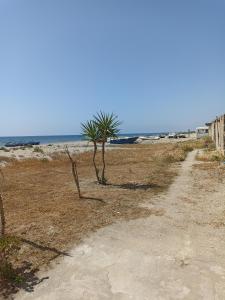 eine unbefestigte Straße, die zu einem Strand mit einer Palme führt in der Unterkunft pozzuoli-licola mare in Licola