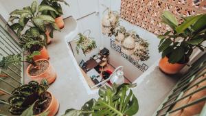 an overhead view of potted plants on a table at Centro Hostel Medellin in Medellín