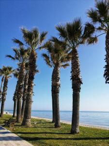 una fila de palmeras en la playa en Camelia en Porto SantʼElpidio